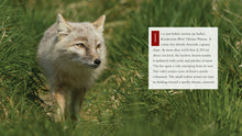 Laden Sie das Bild in den Galerie-Viewer, Living Wild - Classic Edition: Füchse
