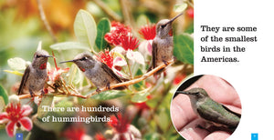 Sämlinge: Kolibris