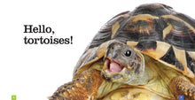 Laden Sie das Bild in den Galerie-Viewer, Sämlinge: Schildkröten
