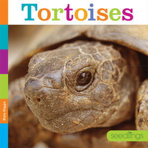 Seedlings: Tortoises