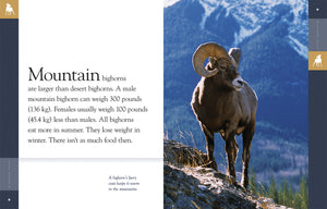 Amazing Animals (2014): Bighorn Sheep