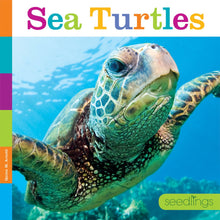 Laden Sie das Bild in den Galerie-Viewer, Sämlinge: Meeresschildkröten
