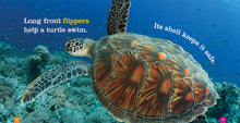 Laden Sie das Bild in den Galerie-Viewer, Sämlinge: Meeresschildkröten
