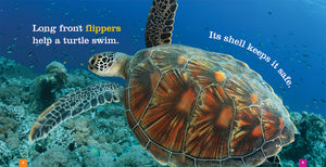 Sämlinge: Meeresschildkröten