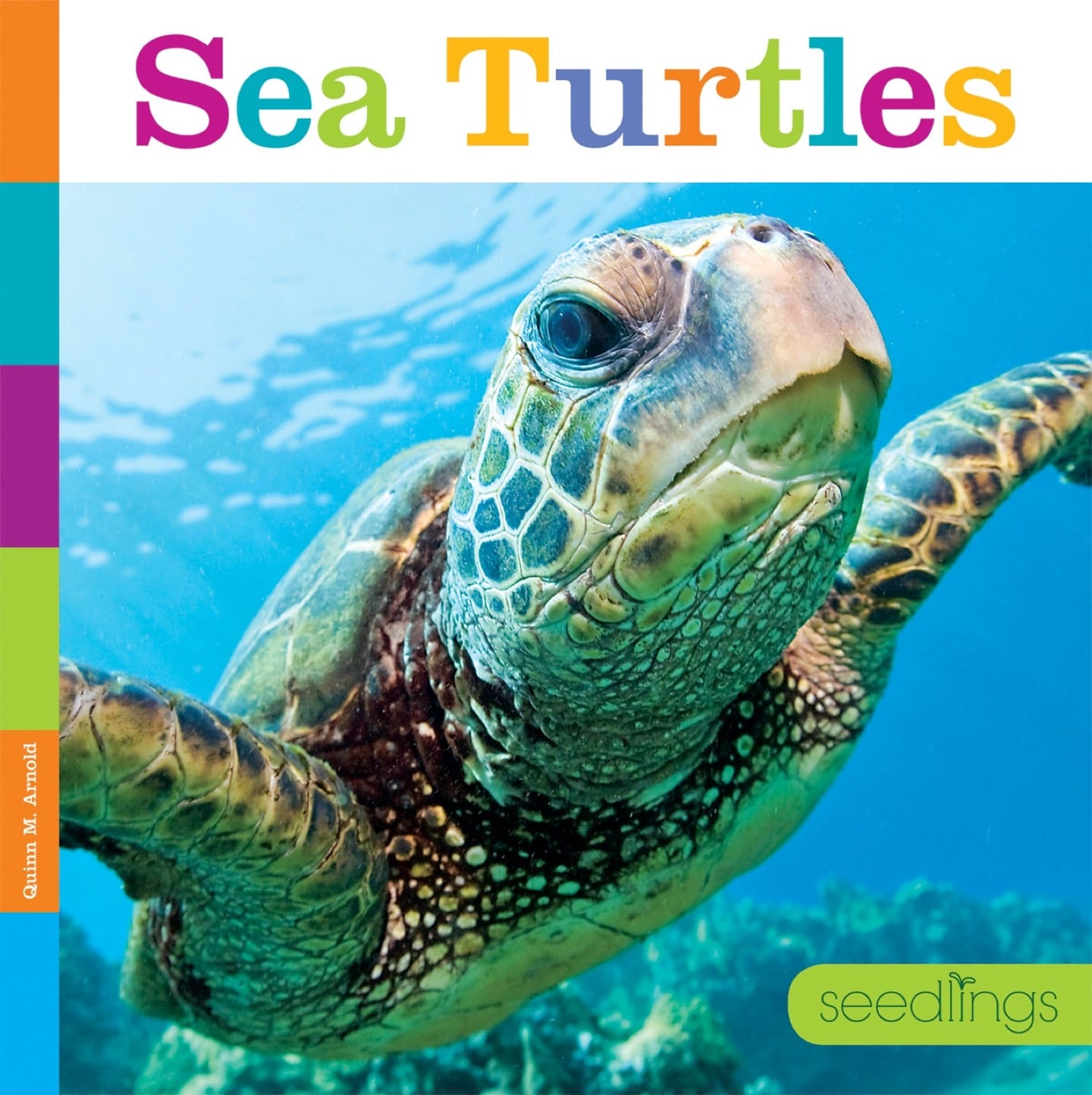Sämlinge: Meeresschildkröten
