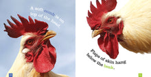 Laden Sie das Bild in den Galerie-Viewer, Sämlinge: Hühner
