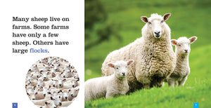 Sämlinge: Schafe