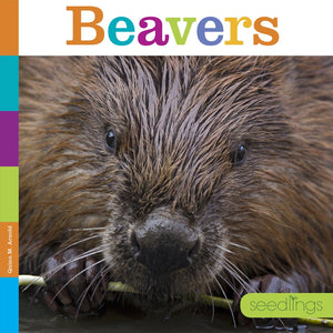 Seedlings: Beavers