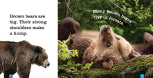 Laden Sie das Bild in den Galerie-Viewer, Sämlinge: Braunbären
