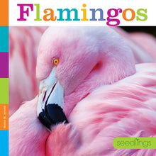 Laden Sie das Bild in den Galerie-Viewer, Sämlinge: Flamingos
