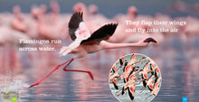 Laden Sie das Bild in den Galerie-Viewer, Sämlinge: Flamingos
