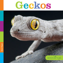 Laden Sie das Bild in den Galerie-Viewer, Sämlinge: Geckos
