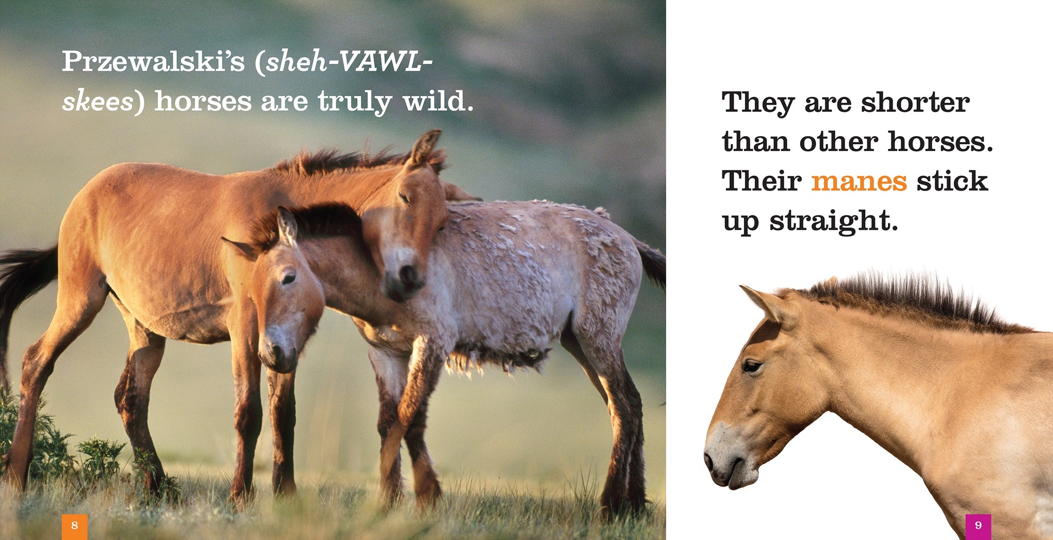 Wild Horses – The Creative Company