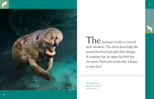 Laden Sie das Bild in den Galerie-Viewer, Amazing Animals (2014): Seekühe
