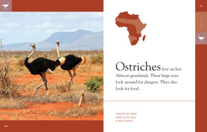 Amazing Animals (2014): Ostriches