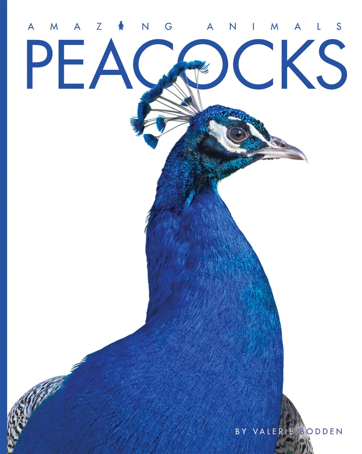 Amazing Animals (2022): Peacocks – The Creative Company Shop