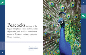 Amazing Animals (2014): Peacocks