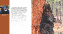 Laden Sie das Bild in den Galerie-Viewer, Living Wild – Classic Edition: Schwarzbären
