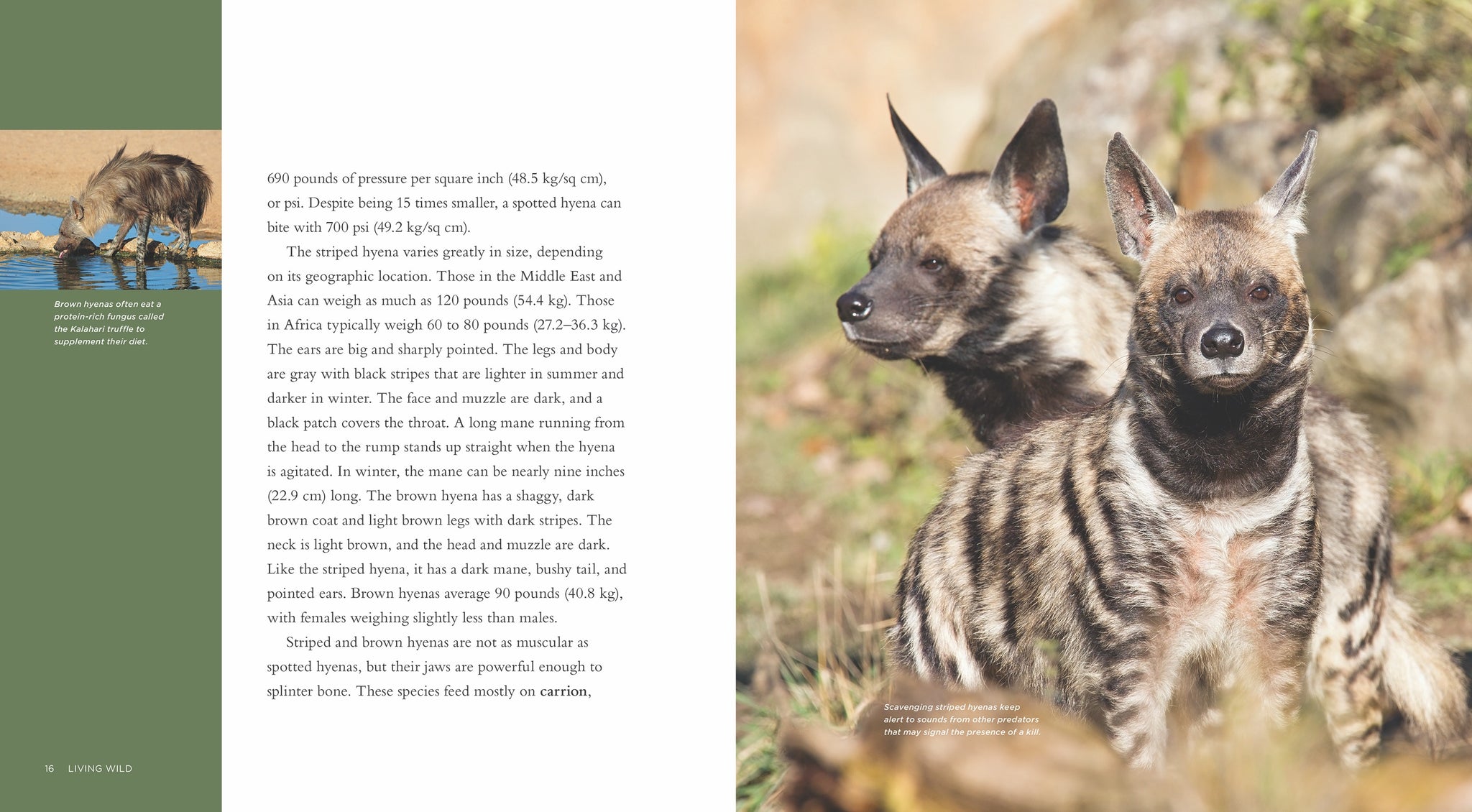 Hyenas – The Creative Company