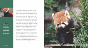 Living Wild – Classic Edition: Rote Pandas