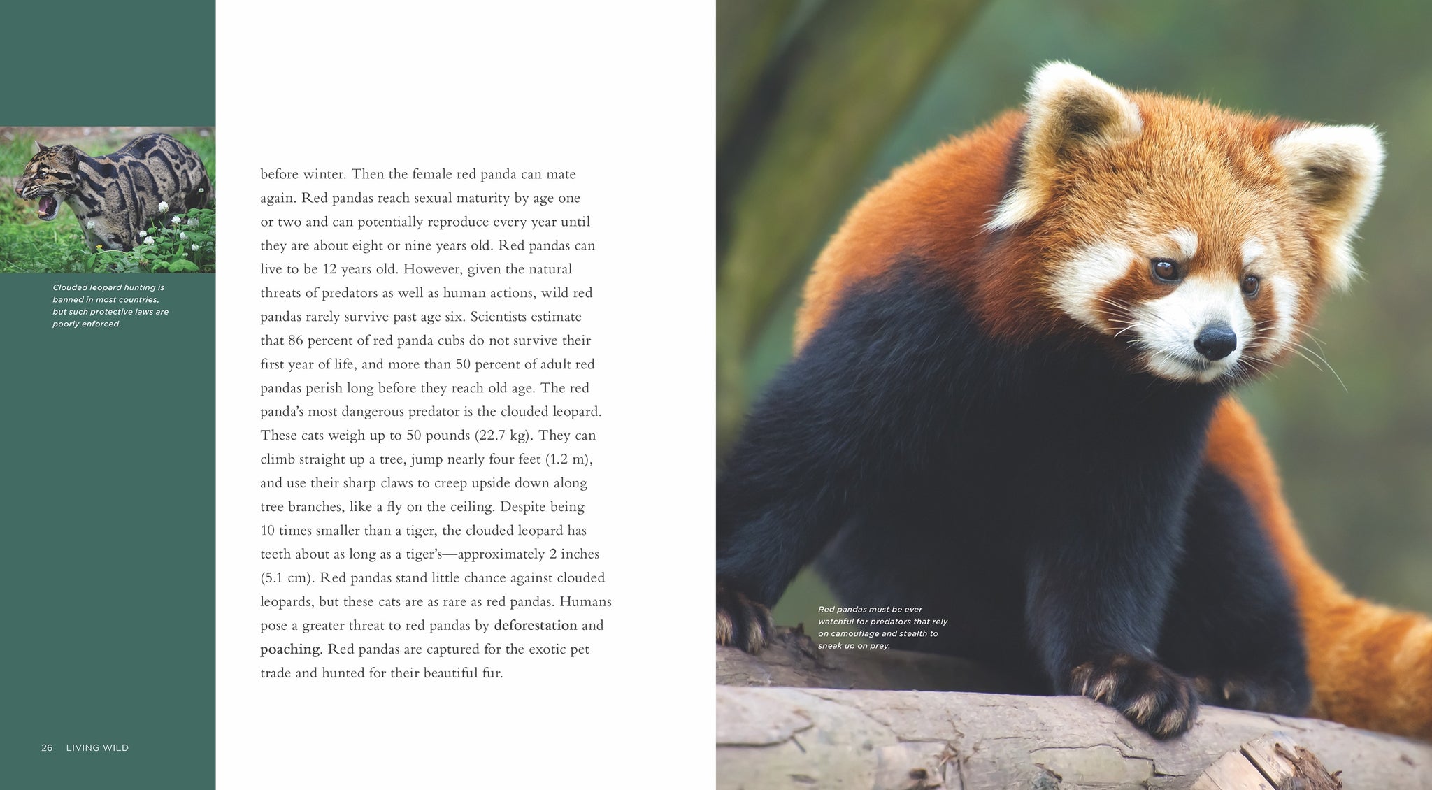 red panda predators and prey
