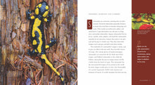 Laden Sie das Bild in den Galerie-Viewer, Living Wild - Classic Edition: Salamander
