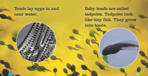 Seedlings: Toads