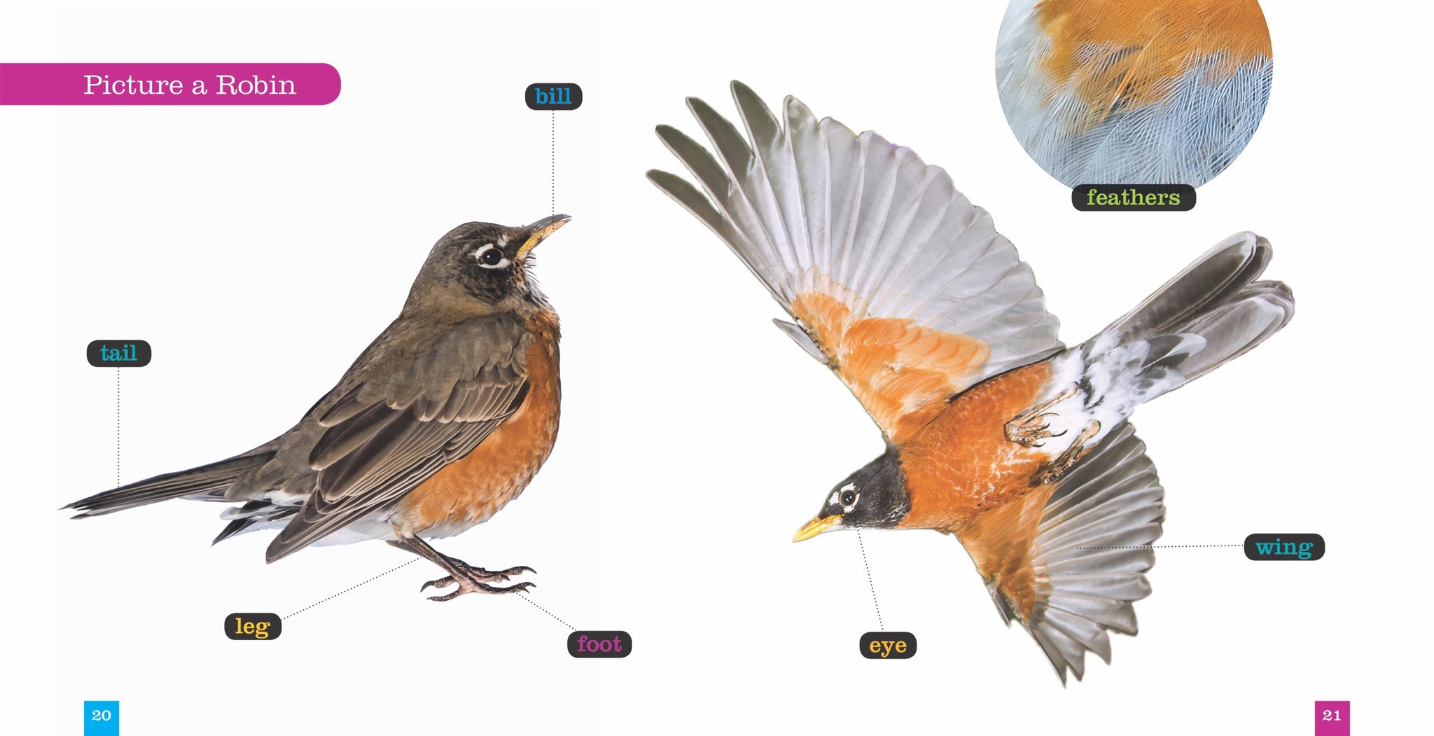 robinページ Robins – The Creative Company