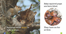 Laden Sie das Bild in den Galerie-Viewer, Sämlinge: Eichhörnchen
