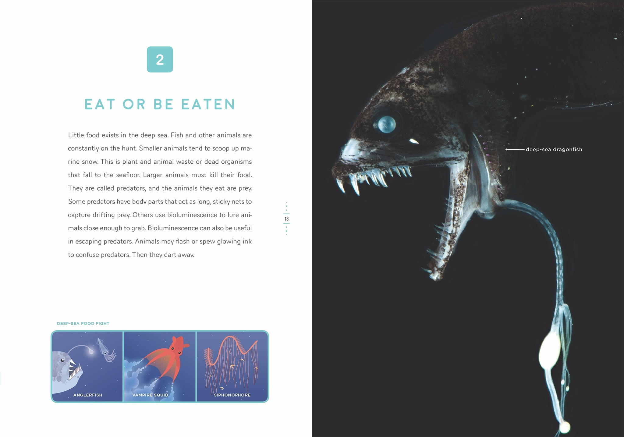 深海生物大事典 = THE ENCYCLOPEDIA OF DEEP-SEA … 図解大事典 深海生物 : Amazon.sg: Books