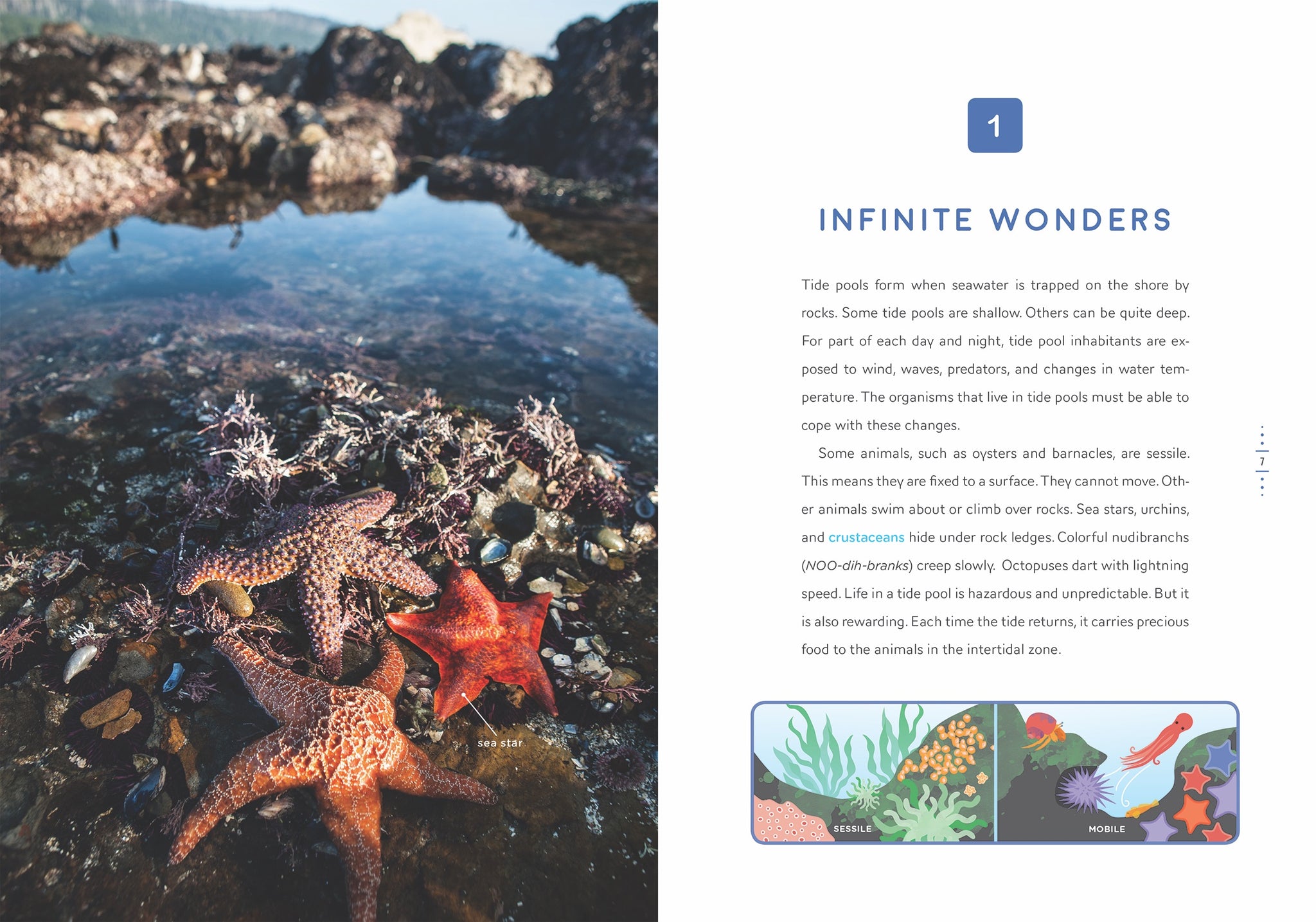 Tide Pool Treasures – The Creative Company