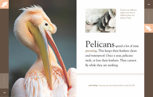 Amazing Animals (2014): Pelikane