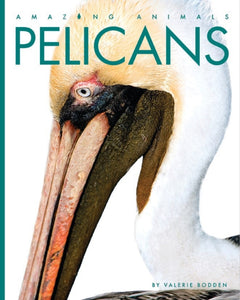 Amazing Animals (2014): Pelicans