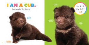 Starting Out: Baby Bears