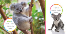 Laden Sie das Bild in den Galerie-Viewer, Der Anfang: Baby-Koalas

