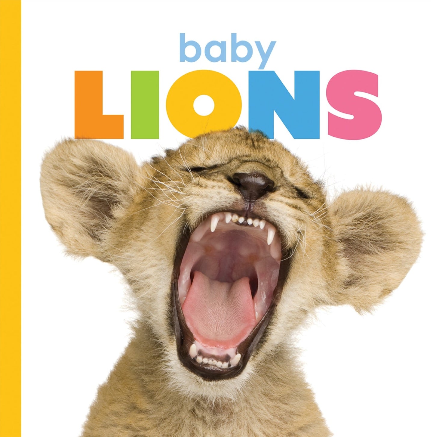 Der Anfang: Baby-Löwen