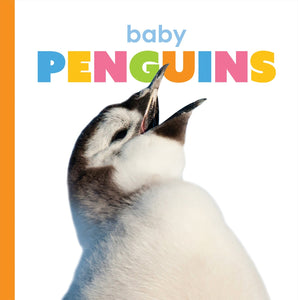 Starting Out: Baby Penguins