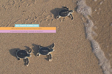 Laden Sie das Bild in den Galerie-Viewer, X-Books: Reptilien: Meeresschildkröten
