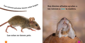 Semillas del saber: Los ratones