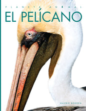 Laden Sie das Bild in den Galerie-Viewer, Planeta animal - Classic Edition: El pelícano
