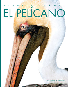 Planeta animal - Classic Edition: El pelícano