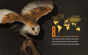 Creatures of the Night: Barn Owls