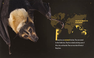 Creatures of the Night: Flying Foxes