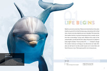 Laden Sie das Bild in den Galerie-Viewer, Die Natur im Rampenlicht: Delphin
