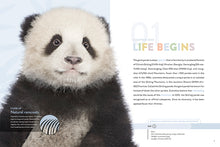 Laden Sie das Bild in den Galerie-Viewer, Die Natur im Rampenlicht: Panda
