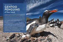 Laden Sie das Bild in den Galerie-Viewer, Die Natur im Rampenlicht: Pinguin
