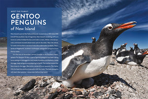 Spotlight on Nature: Penguin