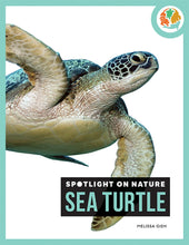 Laden Sie das Bild in den Galerie-Viewer, Die Natur im Rampenlicht: Meeresschildkröte
