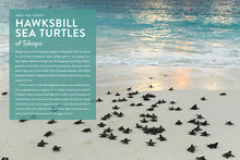 Laden Sie das Bild in den Galerie-Viewer, Die Natur im Rampenlicht: Meeresschildkröte
