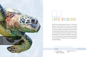 Spotlight on Nature: Sea Turtle